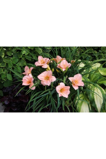 Лілійник сорту On and On з елегантними рожево-персиковими квітами.